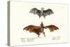 Flying Foxes, 1824-Karl Joseph Brodtmann-Stretched Canvas
