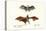 Flying Foxes, 1824-Karl Joseph Brodtmann-Stretched Canvas