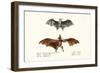 Flying Foxes, 1824-Karl Joseph Brodtmann-Framed Giclee Print