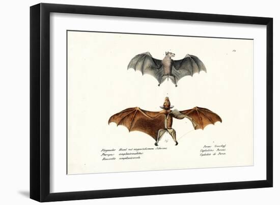 Flying Foxes, 1824-Karl Joseph Brodtmann-Framed Giclee Print