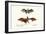 Flying Foxes, 1824-Karl Joseph Brodtmann-Framed Giclee Print