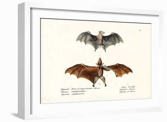 Flying Foxes, 1824-Karl Joseph Brodtmann-Framed Giclee Print