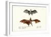Flying Foxes, 1824-Karl Joseph Brodtmann-Framed Giclee Print