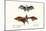 Flying Foxes, 1824-Karl Joseph Brodtmann-Mounted Giclee Print
