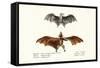 Flying Foxes, 1824-Karl Joseph Brodtmann-Framed Stretched Canvas