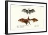 Flying Foxes, 1824-Karl Joseph Brodtmann-Framed Giclee Print