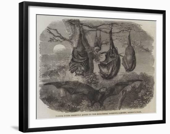 Flying Foxes Recently Added to the Zoological Society's Gardens, Regent's Park-null-Framed Giclee Print