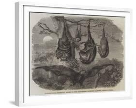 Flying Foxes Recently Added to the Zoological Society's Gardens, Regent's Park-null-Framed Giclee Print