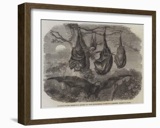 Flying Foxes Recently Added to the Zoological Society's Gardens, Regent's Park-null-Framed Giclee Print