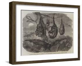 Flying Foxes Recently Added to the Zoological Society's Gardens, Regent's Park-null-Framed Giclee Print