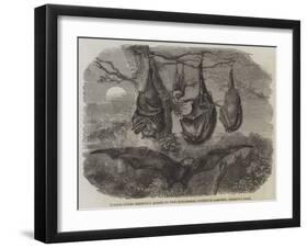 Flying Foxes Recently Added to the Zoological Society's Gardens, Regent's Park-null-Framed Giclee Print
