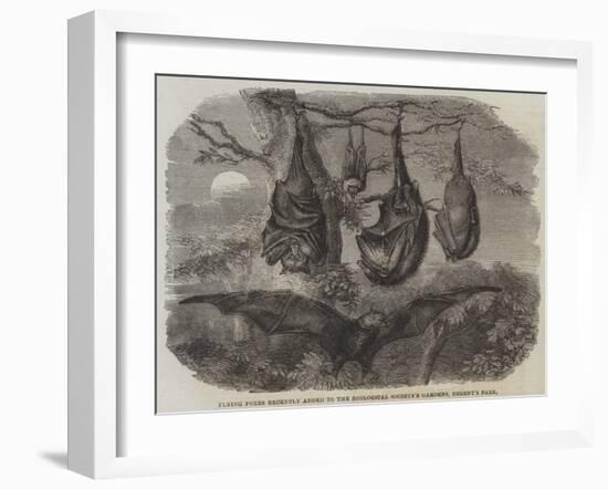 Flying Foxes Recently Added to the Zoological Society's Gardens, Regent's Park-null-Framed Giclee Print