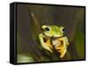 Flying Frog Close Up Showing-null-Framed Stretched Canvas