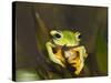 Flying Frog Close Up Showing-null-Stretched Canvas