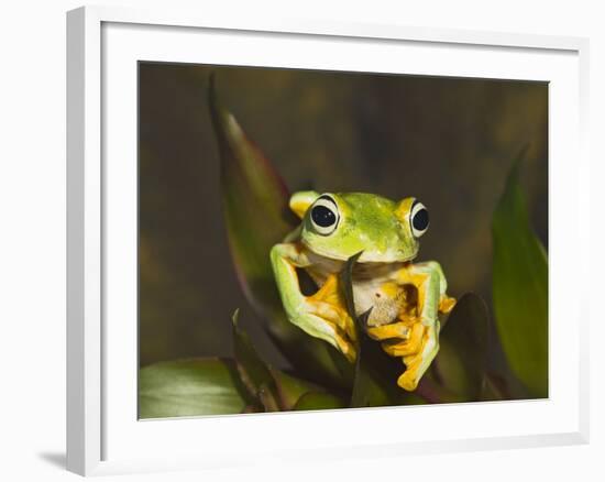 Flying Frog Close Up Showing-null-Framed Photographic Print