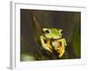 Flying Frog Close Up Showing-null-Framed Photographic Print