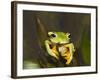 Flying Frog Close Up Showing-null-Framed Photographic Print