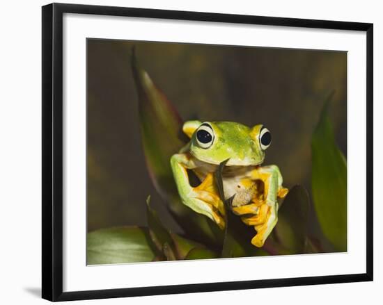 Flying Frog Close Up Showing-null-Framed Photographic Print