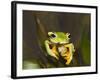 Flying Frog Close Up Showing-null-Framed Photographic Print