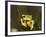 Flying Frog Close Up Showing-null-Framed Photographic Print