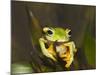Flying Frog Close Up Showing-null-Mounted Photographic Print