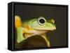 Flying Frog Close Up-null-Framed Stretched Canvas