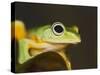 Flying Frog Close Up-null-Stretched Canvas