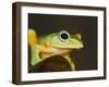 Flying Frog Close Up-null-Framed Photographic Print