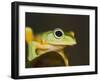 Flying Frog Close Up-null-Framed Photographic Print