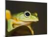 Flying Frog Close Up-null-Mounted Photographic Print