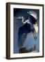 Flying Great Blue Heron-Vivienne Dupont-Framed Art Print