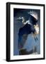 Flying Great Blue Heron-Vivienne Dupont-Framed Art Print