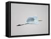 Flying Great Egret in Predawn at the Venice Rookery, South Venice, Florida, USA-Arthur Morris-Framed Stretched Canvas