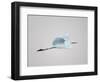 Flying Great Egret in Predawn at the Venice Rookery, South Venice, Florida, USA-Arthur Morris-Framed Photographic Print