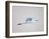 Flying Great Egret in Predawn at the Venice Rookery, South Venice, Florida, USA-Arthur Morris-Framed Photographic Print