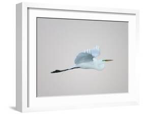 Flying Great Egret in Predawn at the Venice Rookery, South Venice, Florida, USA-Arthur Morris-Framed Photographic Print