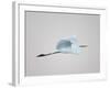 Flying Great Egret in Predawn at the Venice Rookery, South Venice, Florida, USA-Arthur Morris-Framed Photographic Print