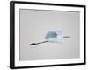 Flying Great Egret in Predawn at the Venice Rookery, South Venice, Florida, USA-Arthur Morris-Framed Photographic Print