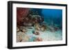 Flying Gurnard (Dactylopterus Volitans), Dominica, West Indies, Caribbean, Central America-Lisa Collins-Framed Photographic Print