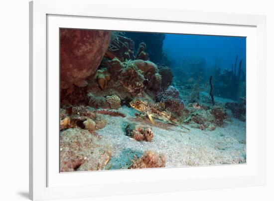 Flying Gurnard (Dactylopterus Volitans), Dominica, West Indies, Caribbean, Central America-Lisa Collins-Framed Photographic Print