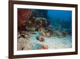 Flying Gurnard (Dactylopterus Volitans), Dominica, West Indies, Caribbean, Central America-Lisa Collins-Framed Photographic Print