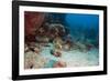 Flying Gurnard (Dactylopterus Volitans), Dominica, West Indies, Caribbean, Central America-Lisa Collins-Framed Photographic Print