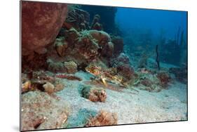 Flying Gurnard (Dactylopterus Volitans), Dominica, West Indies, Caribbean, Central America-Lisa Collins-Mounted Photographic Print