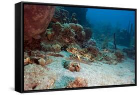 Flying Gurnard (Dactylopterus Volitans), Dominica, West Indies, Caribbean, Central America-Lisa Collins-Framed Stretched Canvas