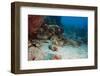 Flying Gurnard (Dactylopterus Volitans), Dominica, West Indies, Caribbean, Central America-Lisa Collins-Framed Photographic Print