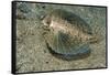 Flying Gurnard (Dactylopterus Volitans)-Stephen Frink-Framed Stretched Canvas