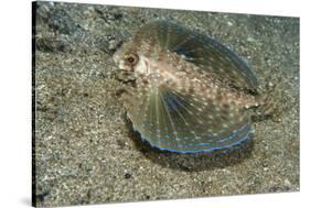 Flying Gurnard (Dactylopterus Volitans)-Stephen Frink-Stretched Canvas