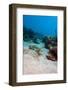 Flying Gurnard (Dactylopterus Volitans)-Lisa Collins-Framed Photographic Print