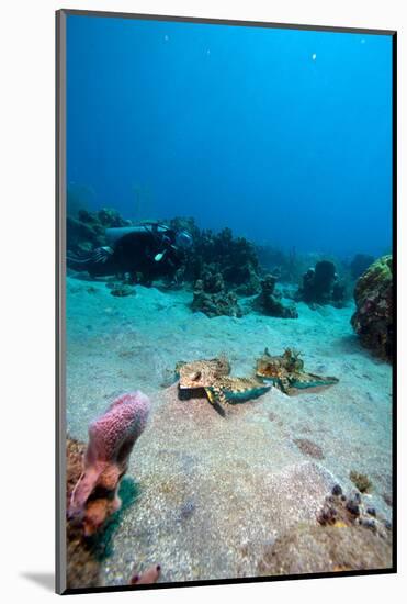 Flying Gurnard (Dactylopterus Volitans)-Lisa Collins-Mounted Photographic Print