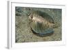 Flying Gurnard (Dactylopterus Volitans)-Stephen Frink-Framed Photographic Print